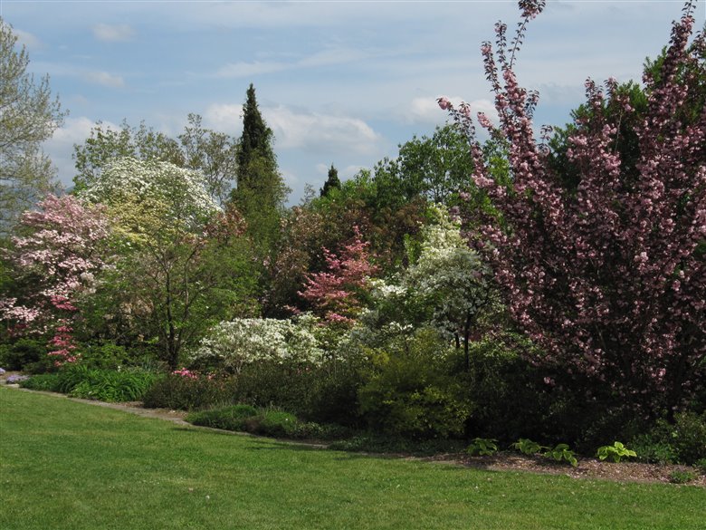 Fiori