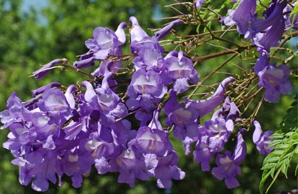 Giardino Viatori - La jacaranda torna al Giardino Viatori.