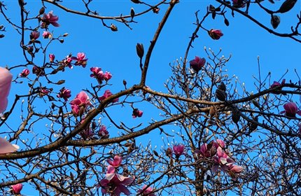 Giardino Viatori - Magnolie in fiore | 8 e 15 marzo 2026